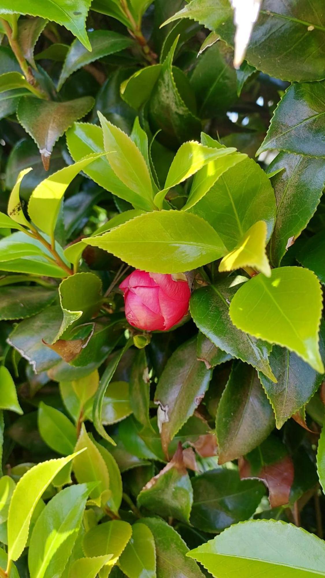Retiro Das Camelias 1 Lajes das Flores Exterior foto